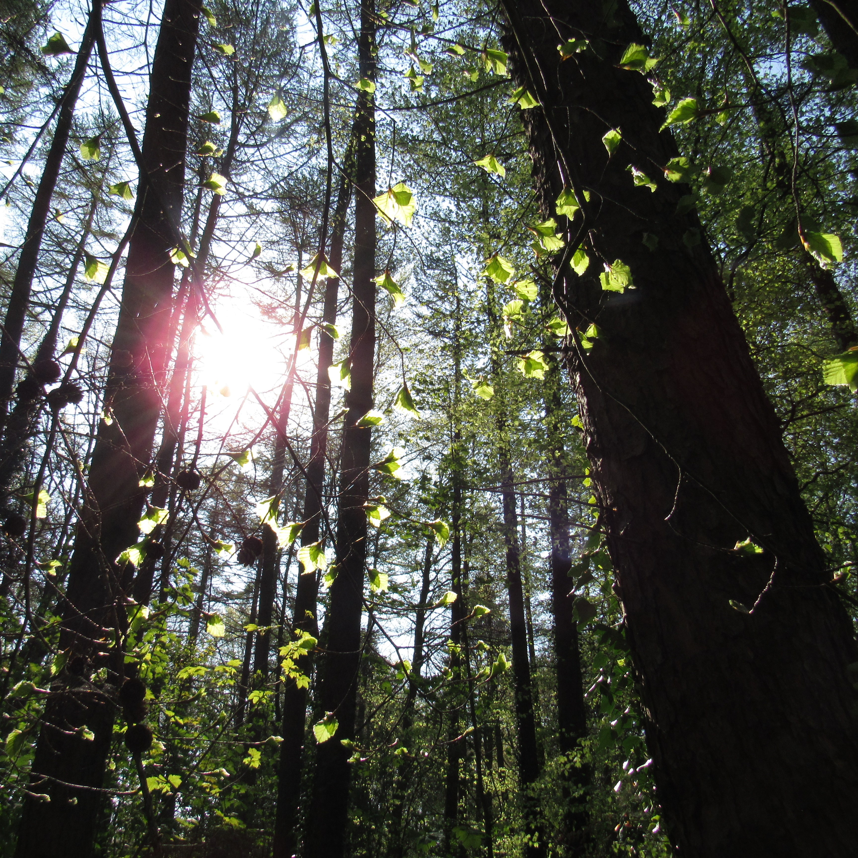 woodland