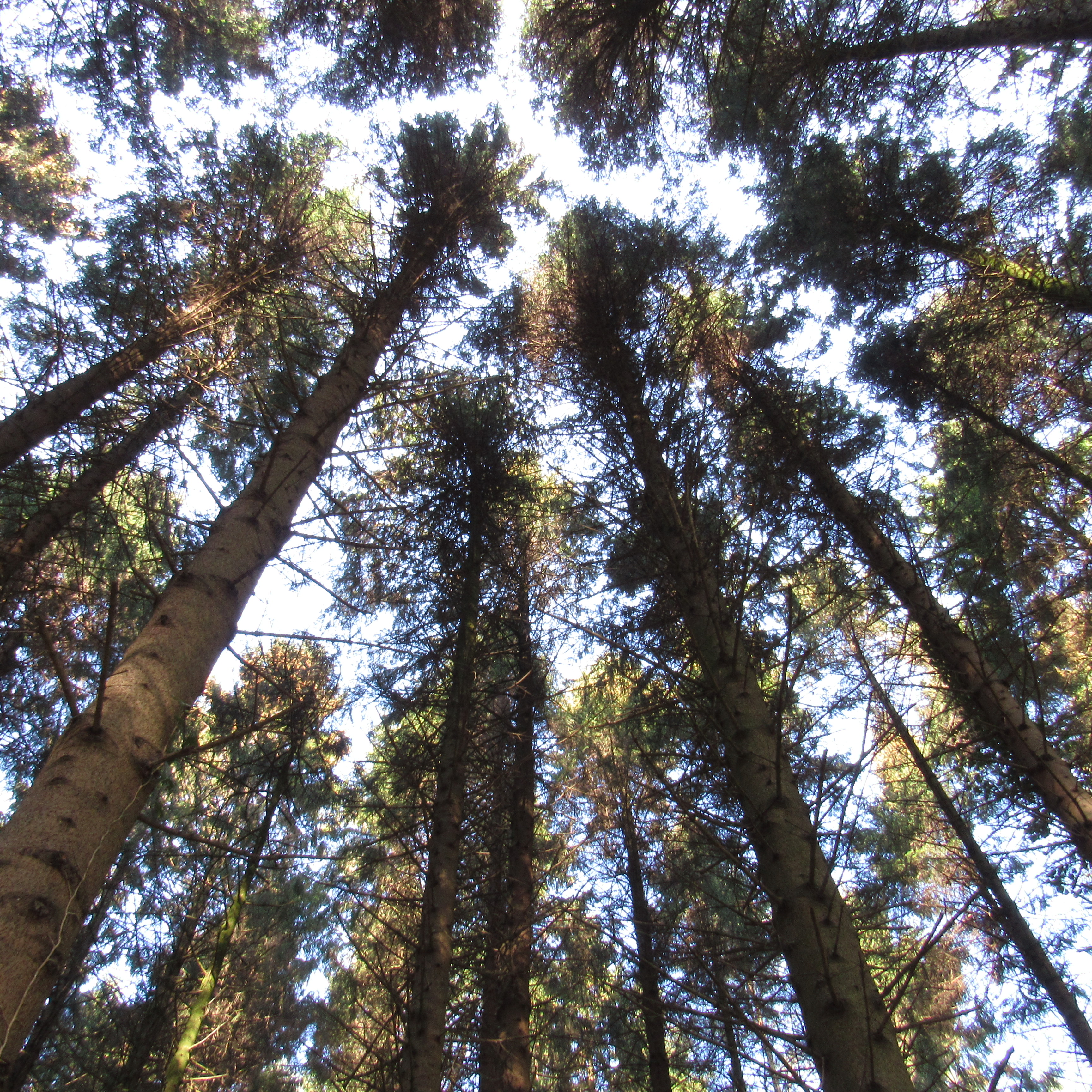 woodland2