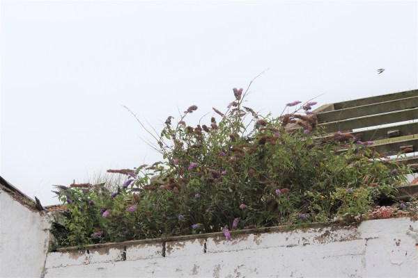 buddleia growing on a roof