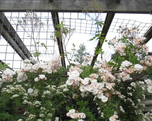 roses 6