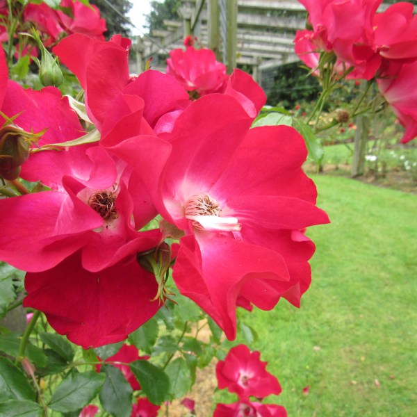 tradition rose