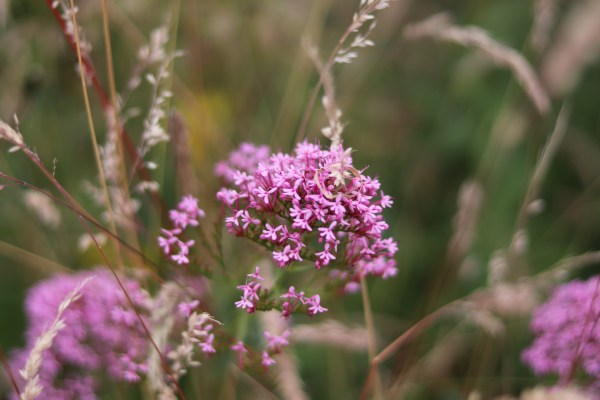 valerian