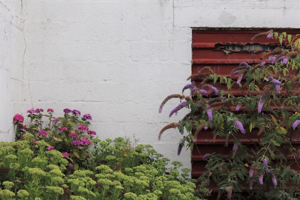 buddleia and sedum
