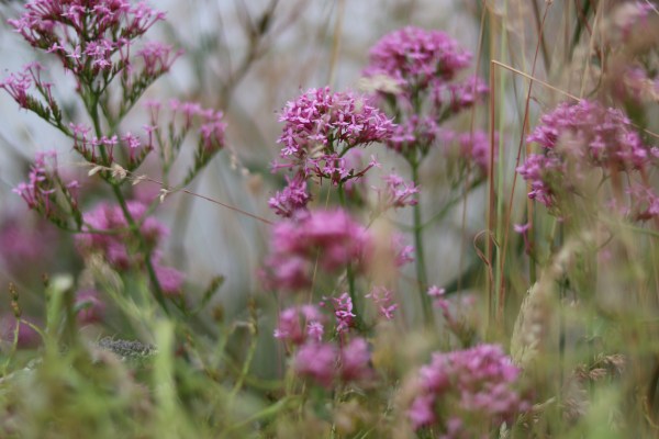 valerian in a wildflower wasteland