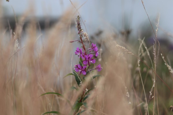 rosebay willowherb in a wildflower wasteland