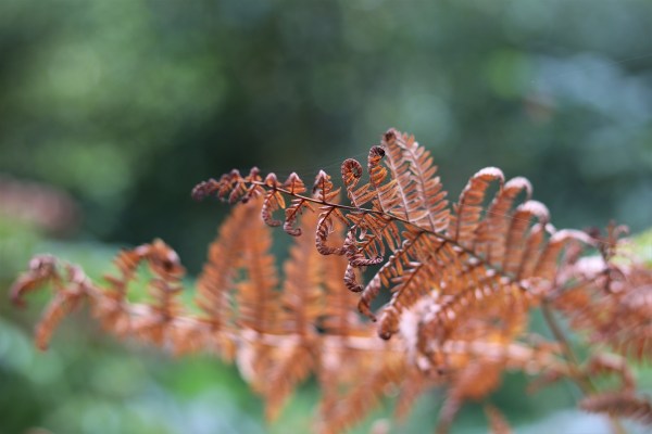 Geaglum 5