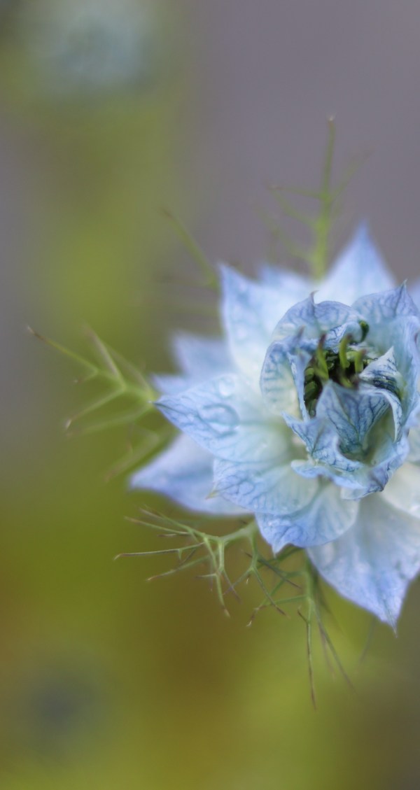 the pretty blue petals of love in a mist adding beauty to the garden