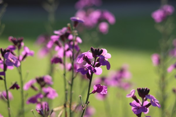 wallflowers 1