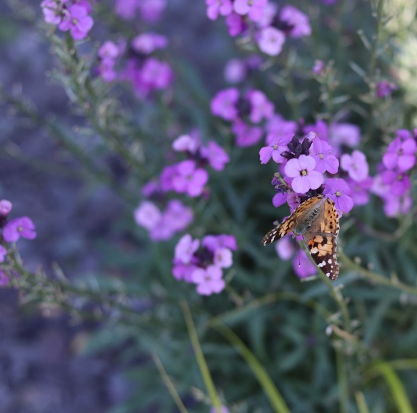 a painted lady butterfly on purple wallflowers