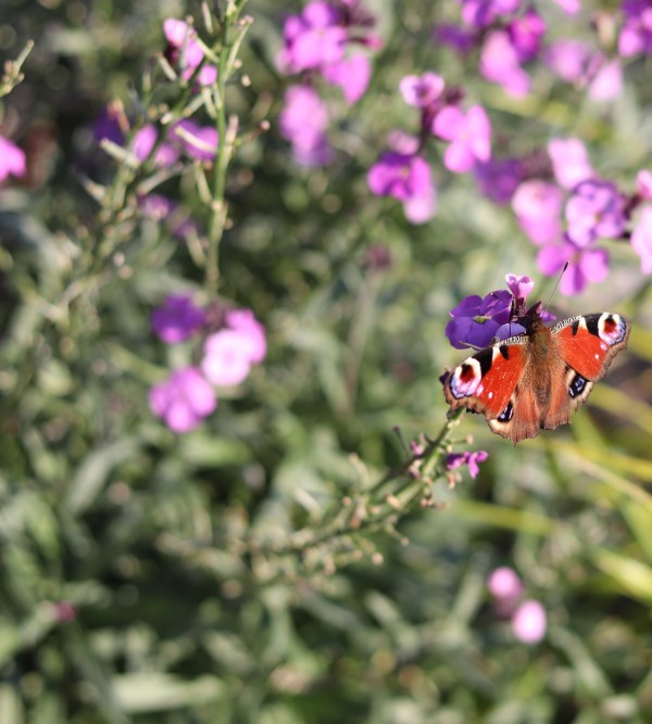finding beauty in the garden