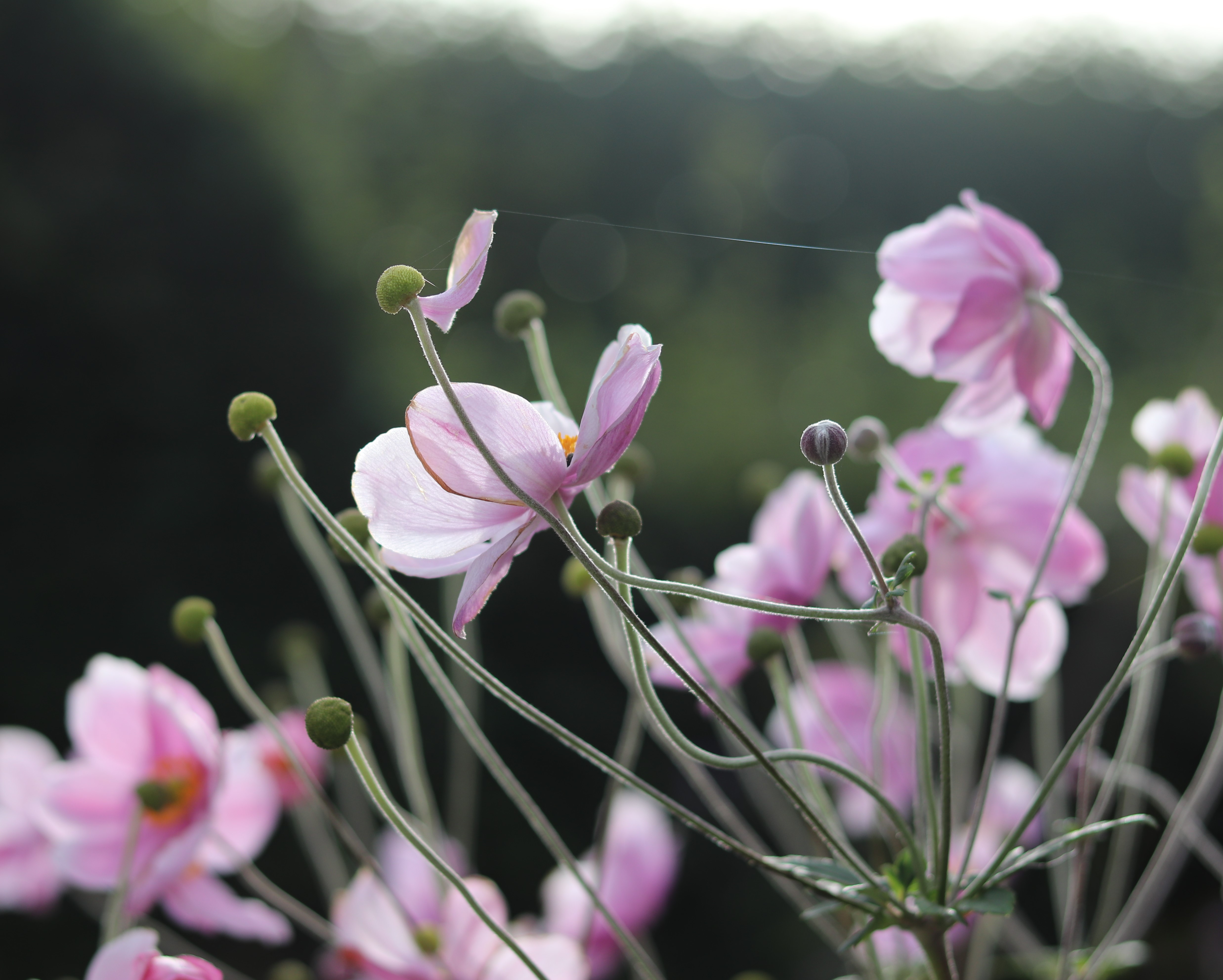 September light