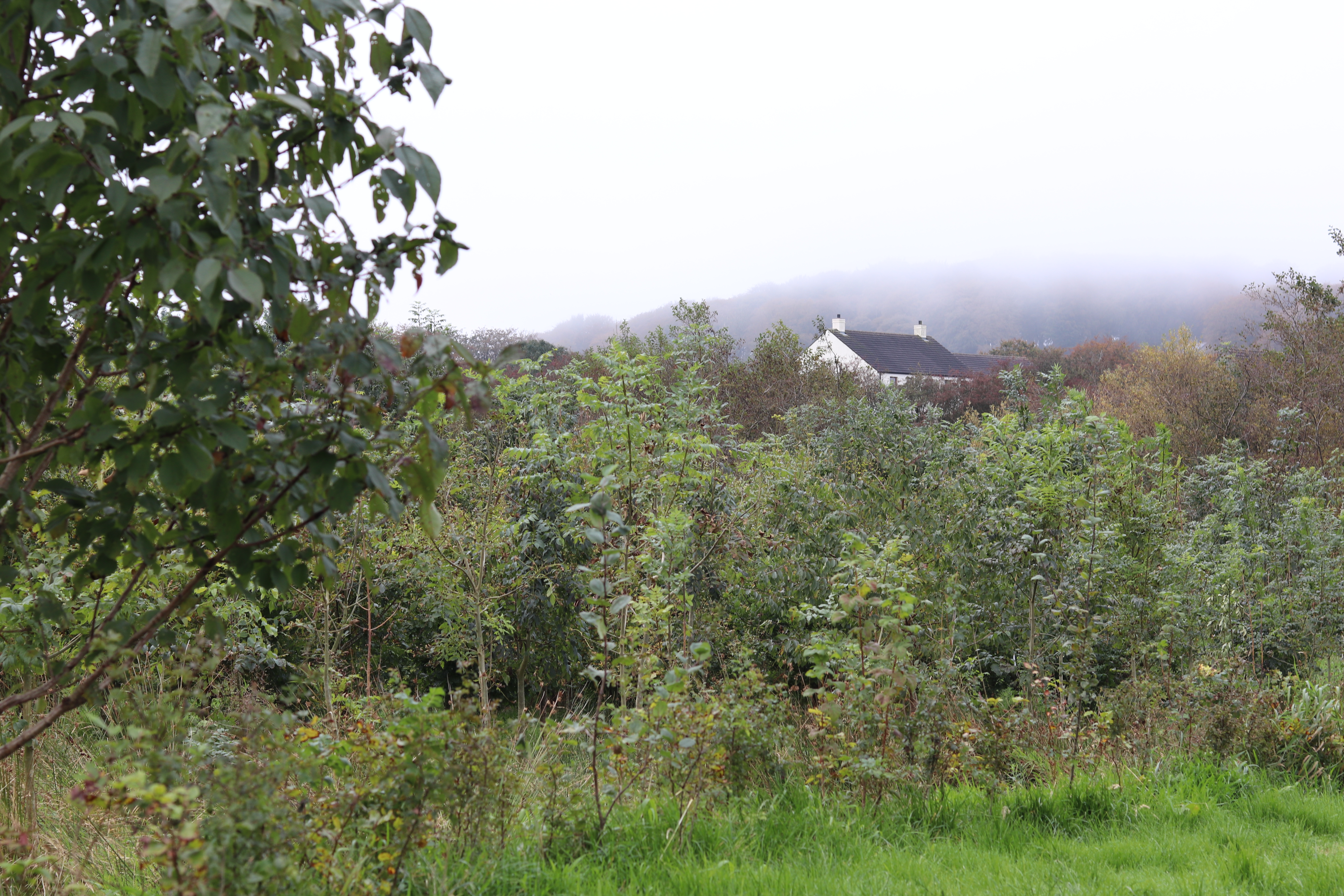 a countryside view