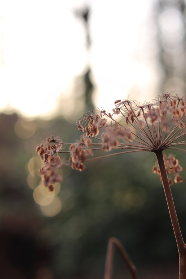 winter seedhead