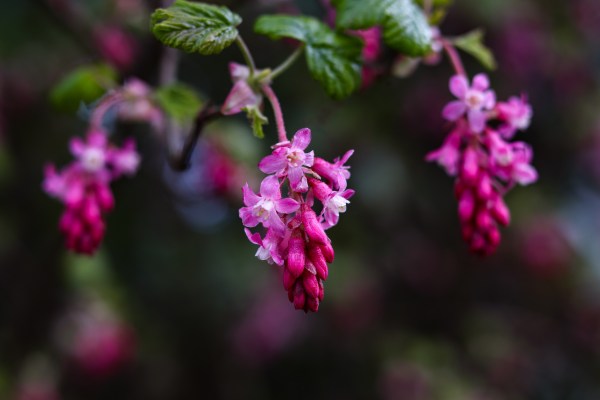 redflower currant