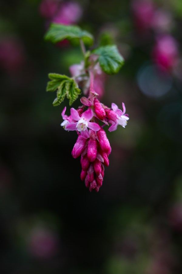 redflower currant