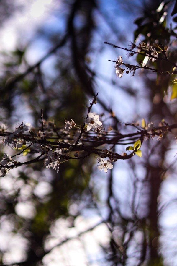 blackthorn tree blossom