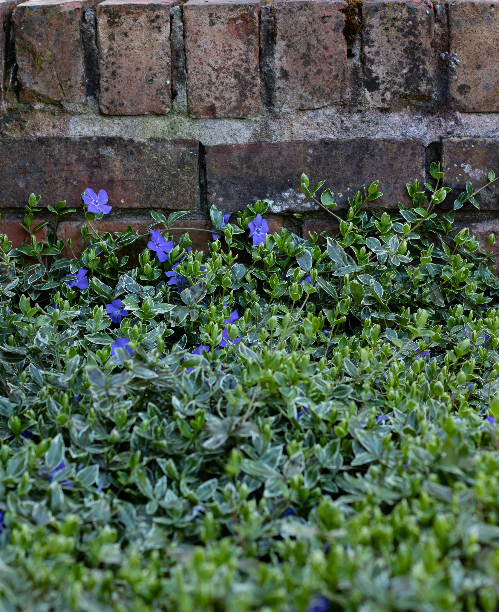 periwinkle
