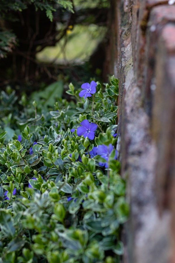 periwinkle