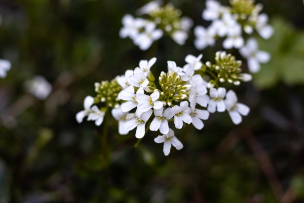 alpines