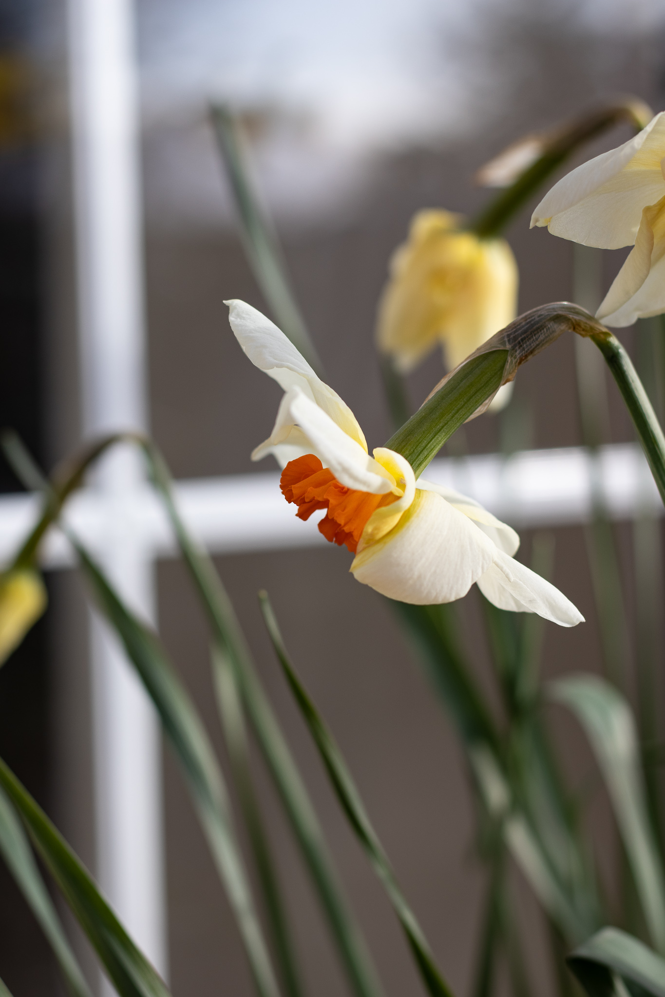 daffodil