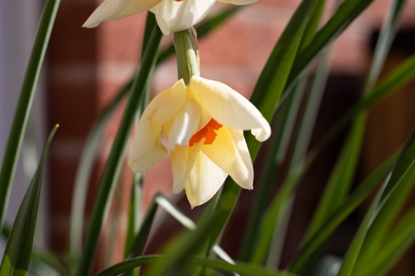 daffodil
