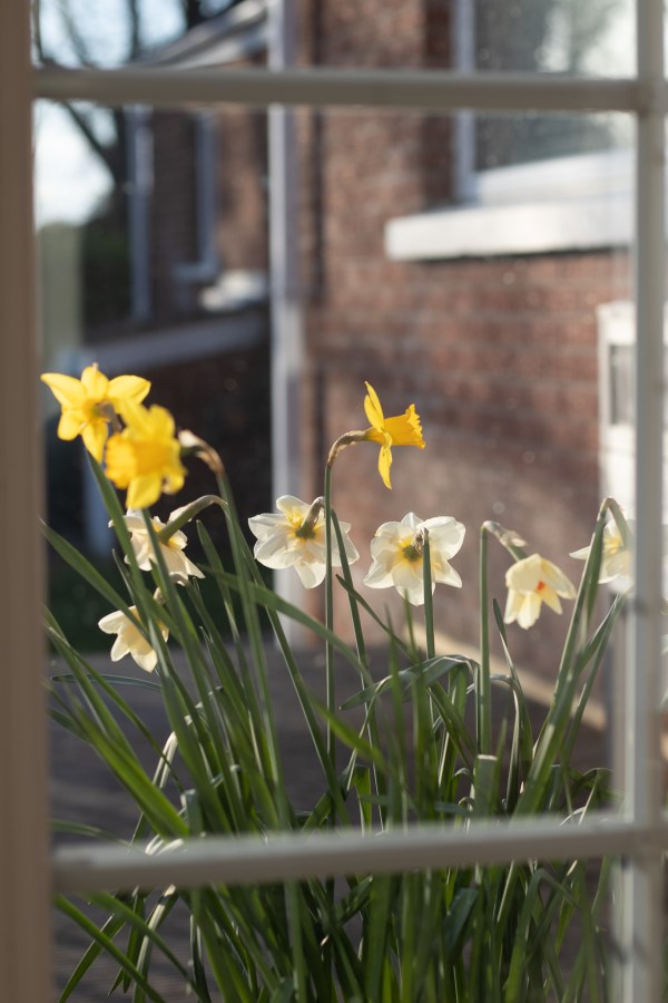 daffodils
