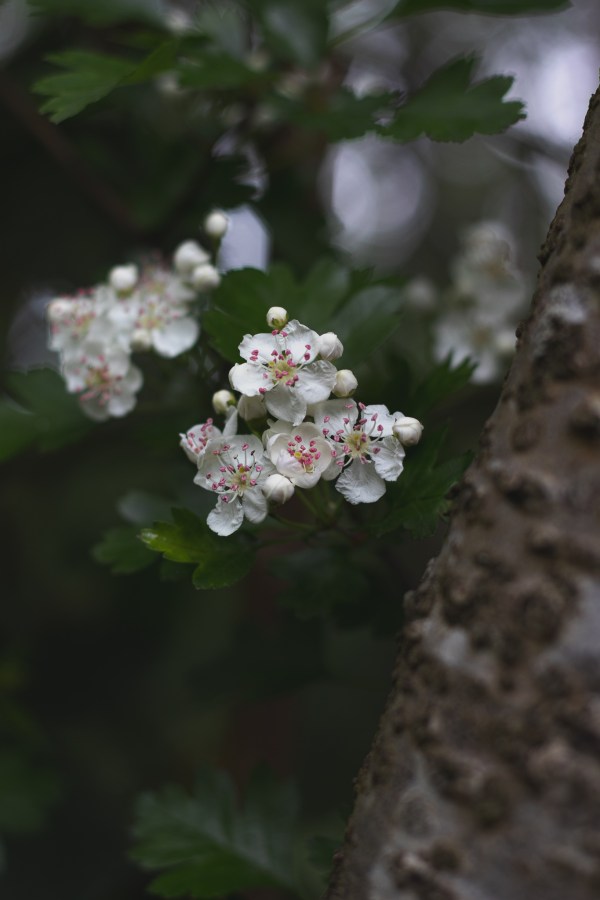 hawthorn blossom