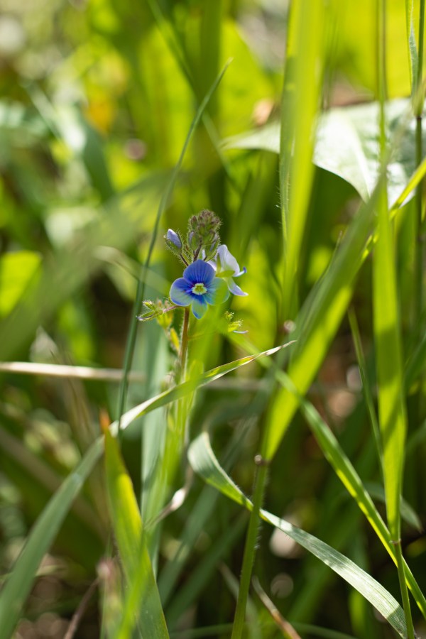 Speedwell
