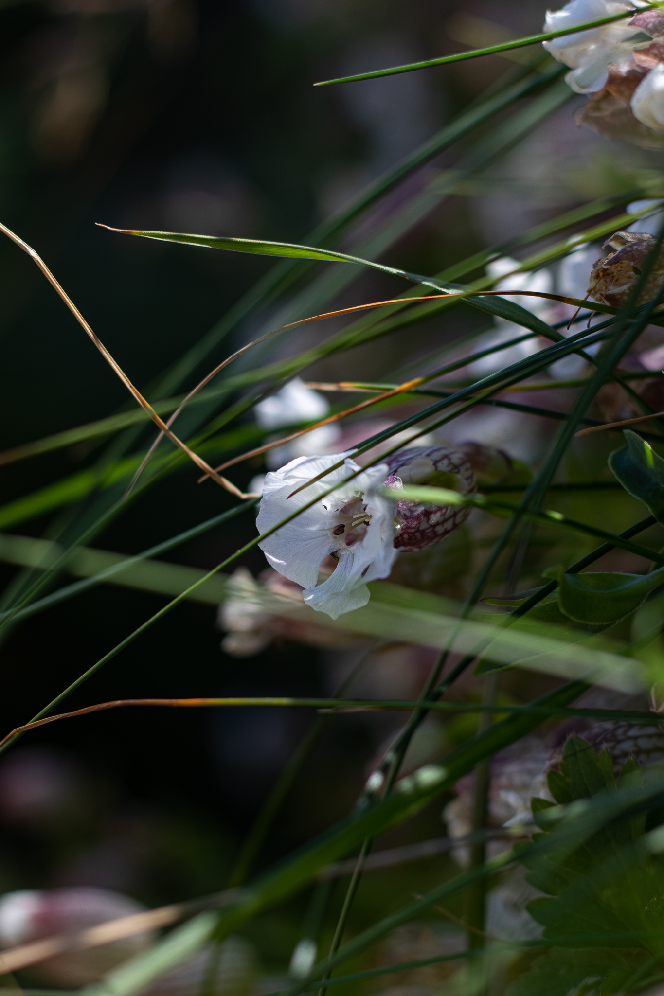 Sea campion