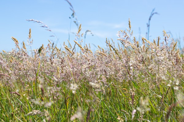 Coastal grassland