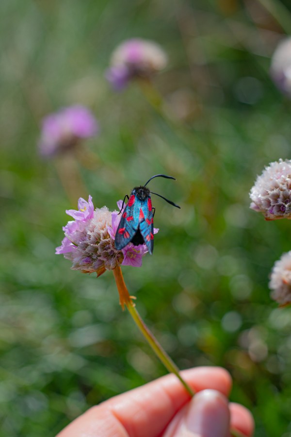 Six spot burnet
