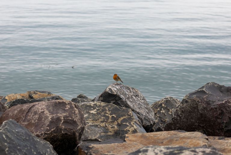 robin by the sea