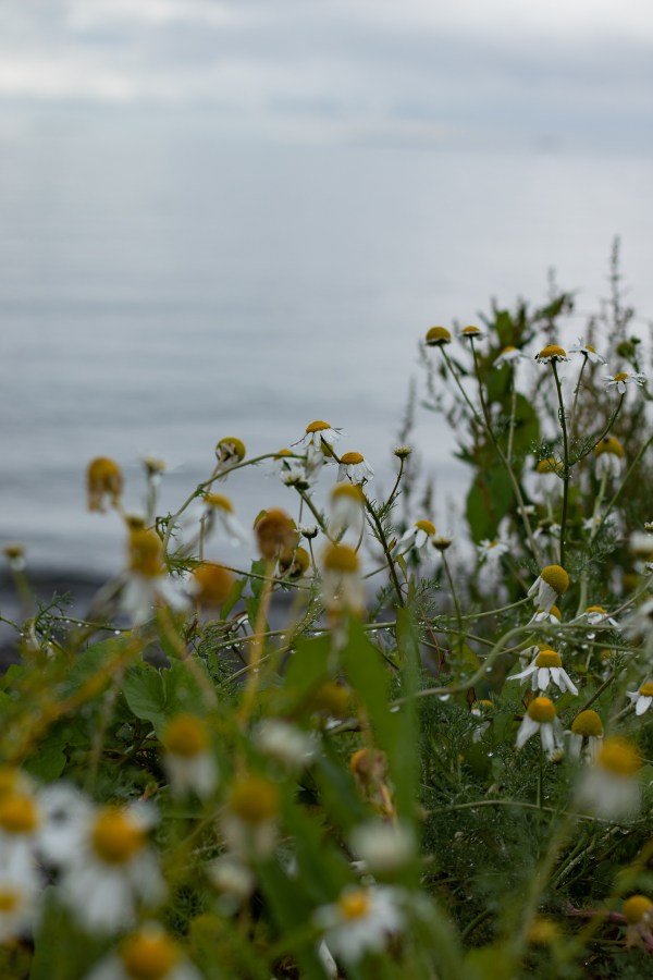 daisies 