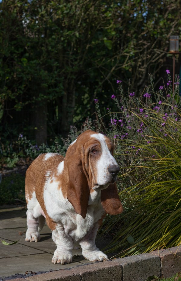 Boris the basset