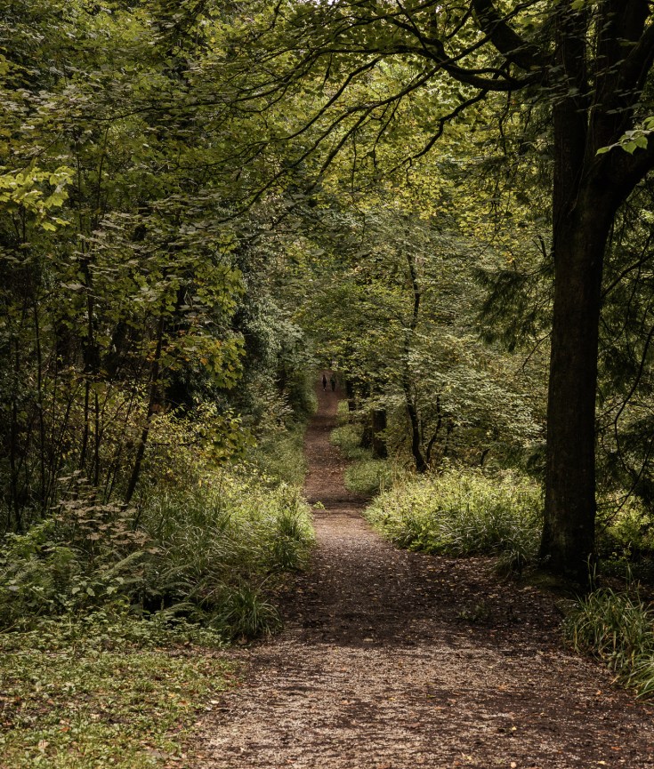 Glenarm Forest