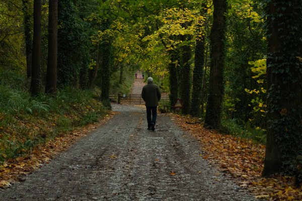 Glenarm Forest