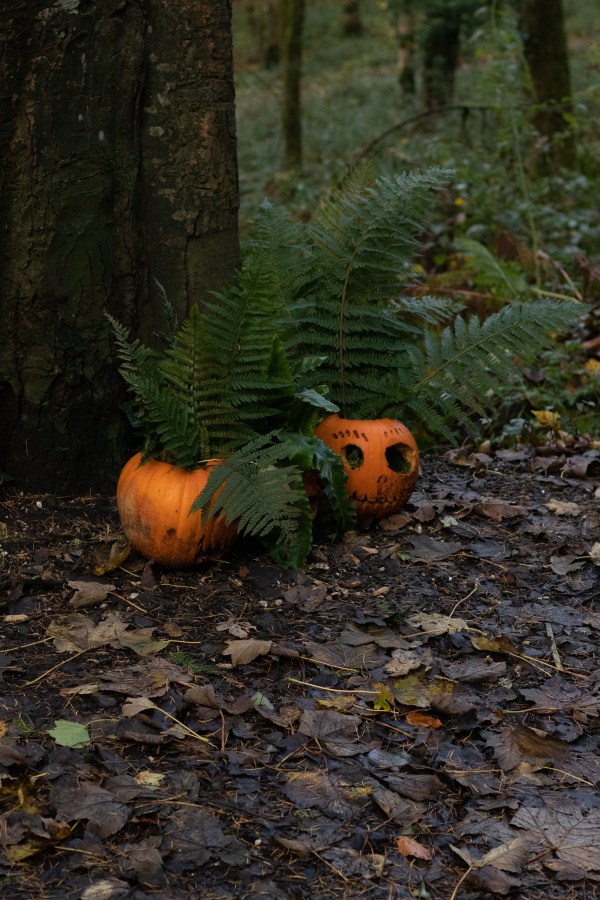 Glenarm Forest