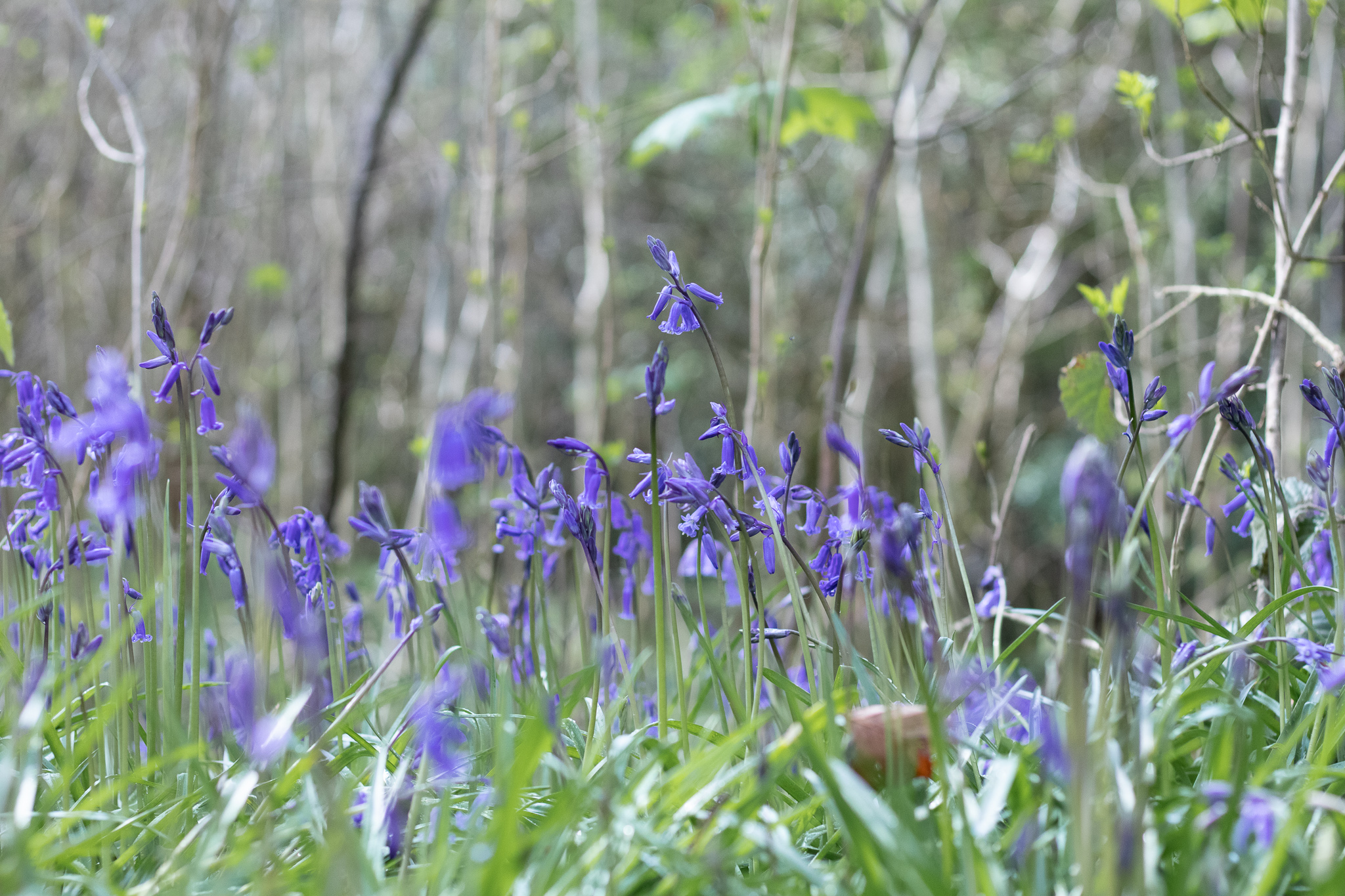 bluebells