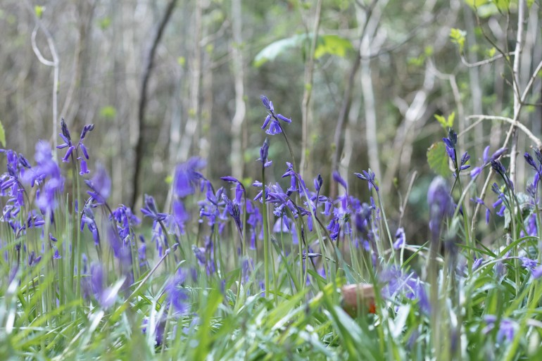 Portglenone forest 