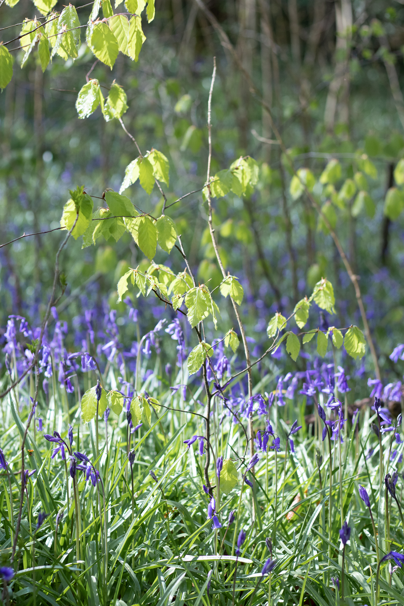 bluebells