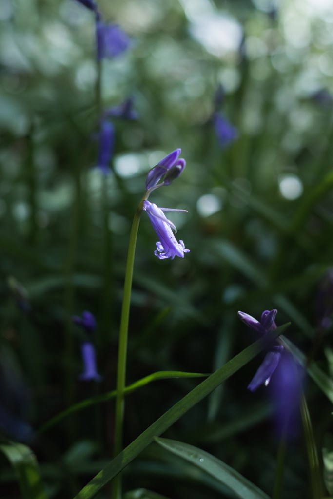bluebell