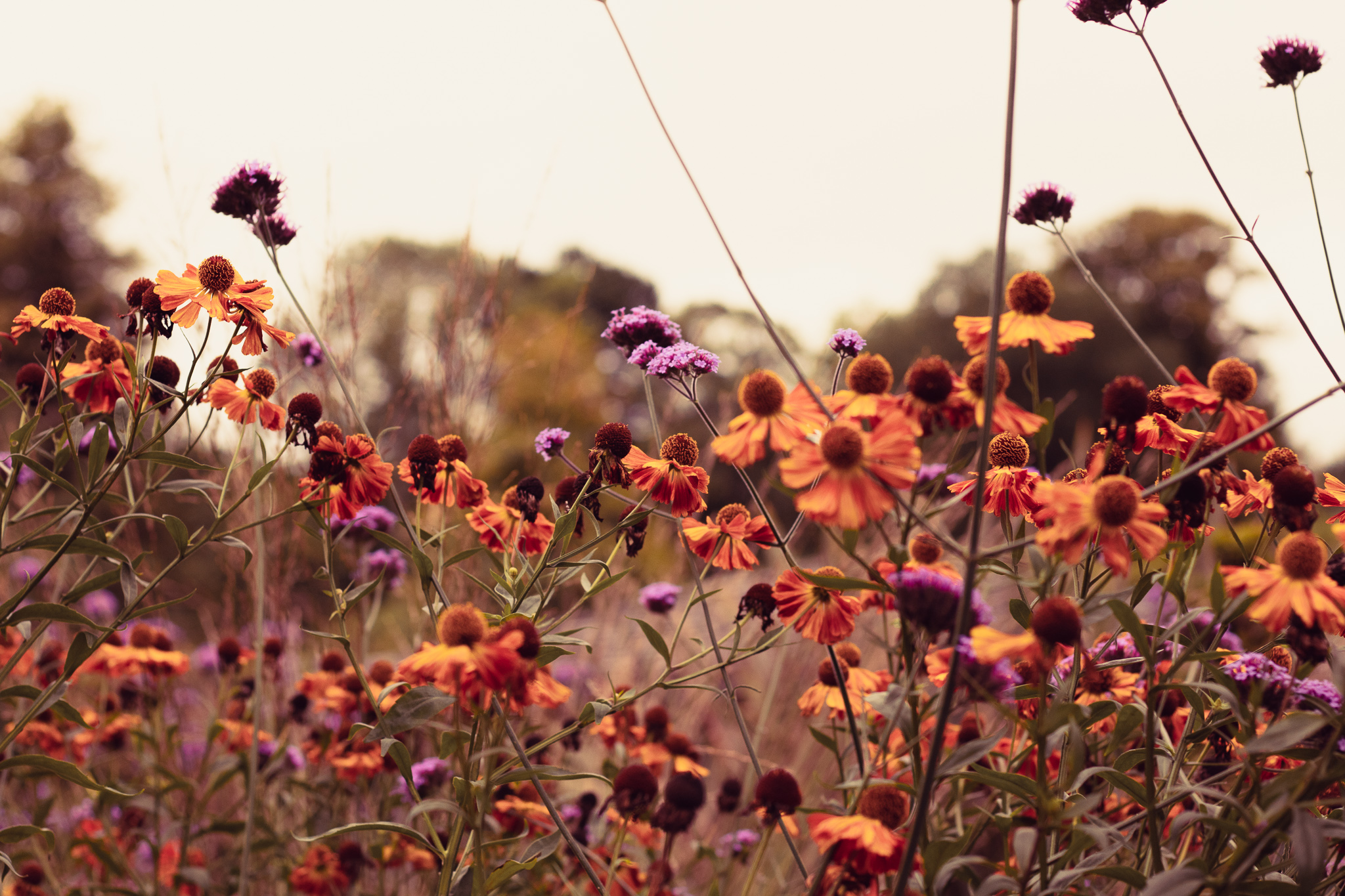 Antrim Castle Gardens