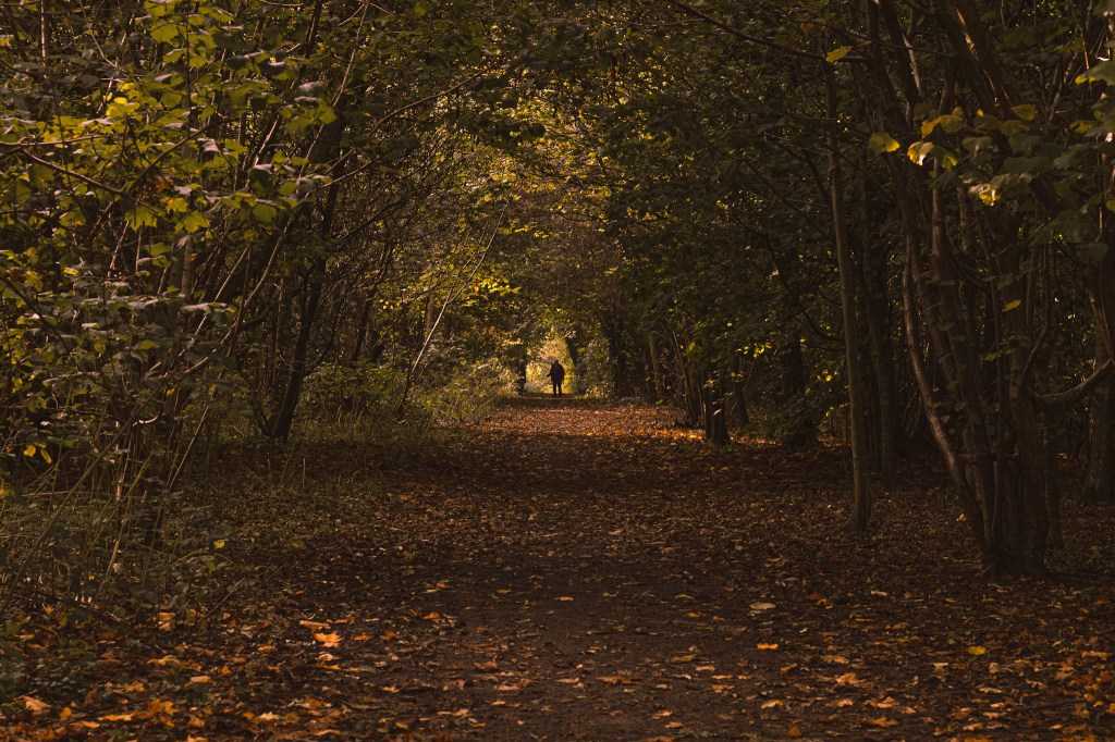 autumn woods