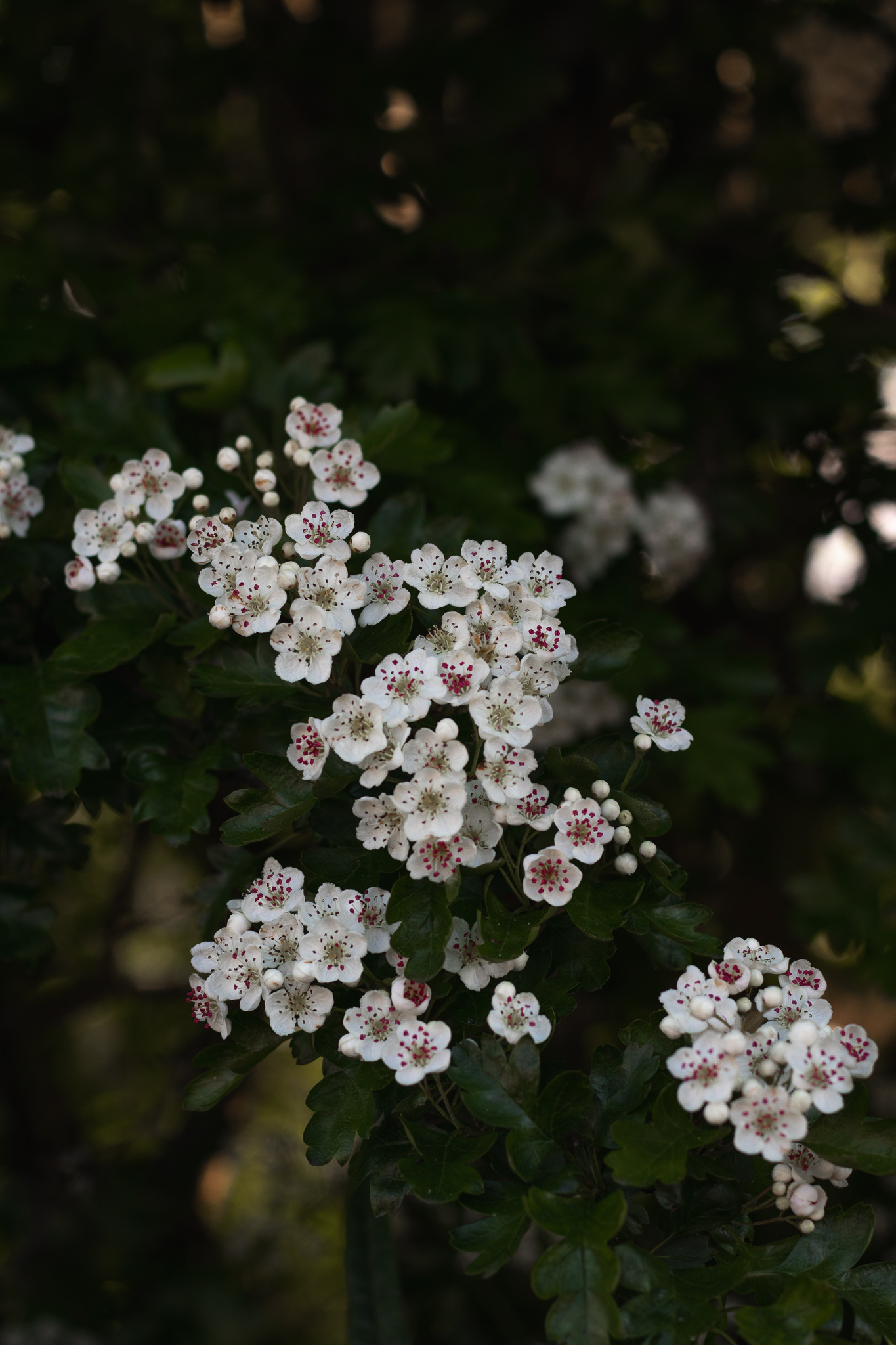 The May Tree