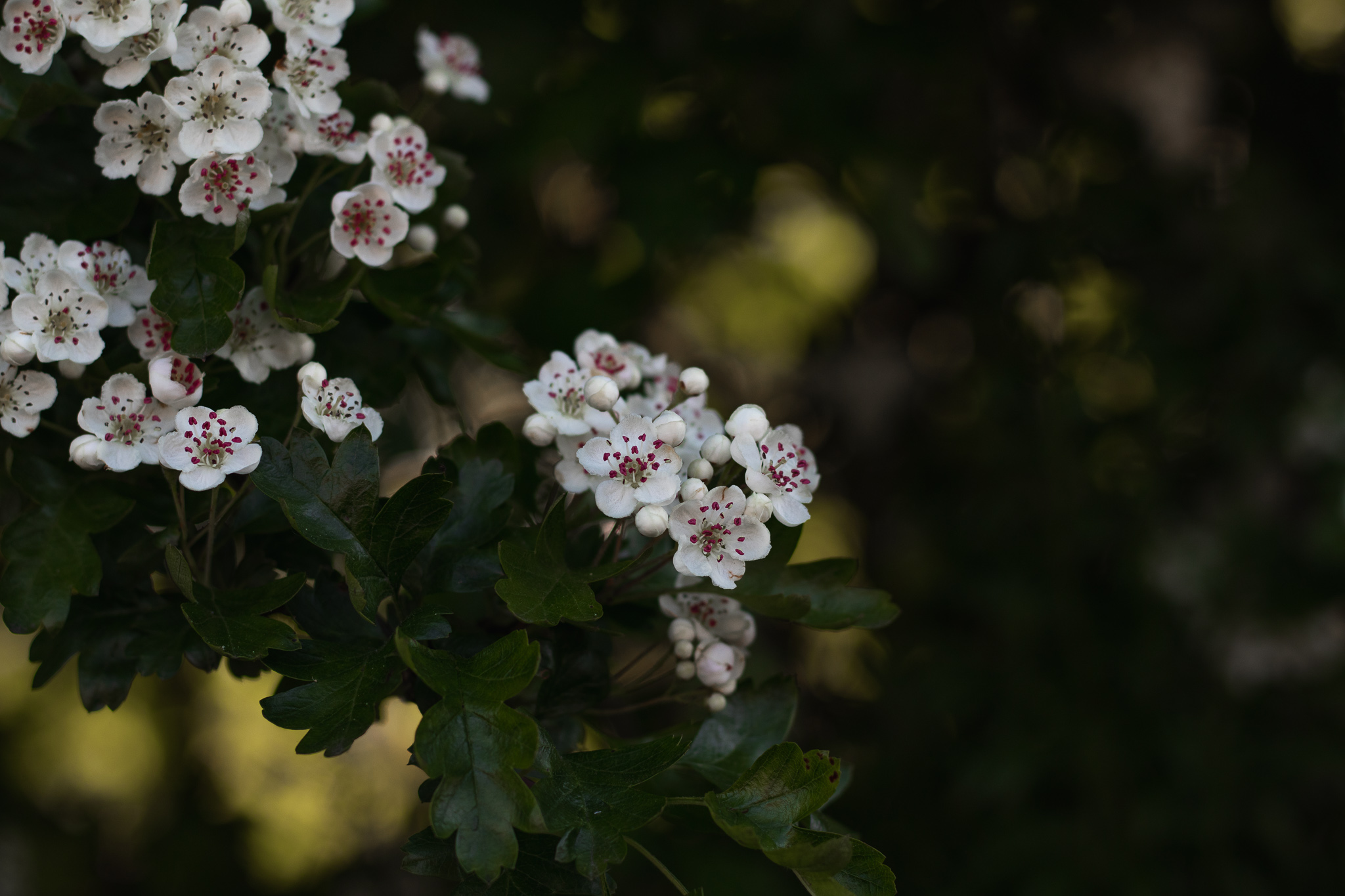 hawthorn blossom in the evening light