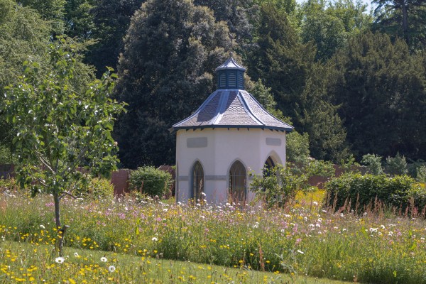 wildflower meadow Hillsborough Castle Gardens