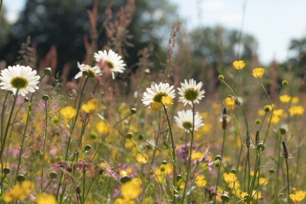 wildflower meadown