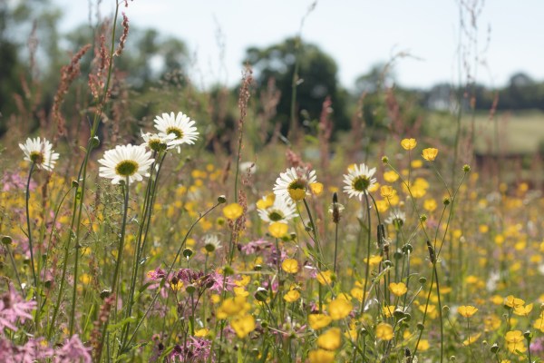 wildflower meadown