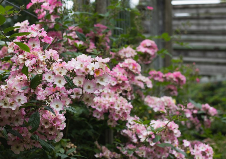 Roses at Lady Dixon Park, Belfast