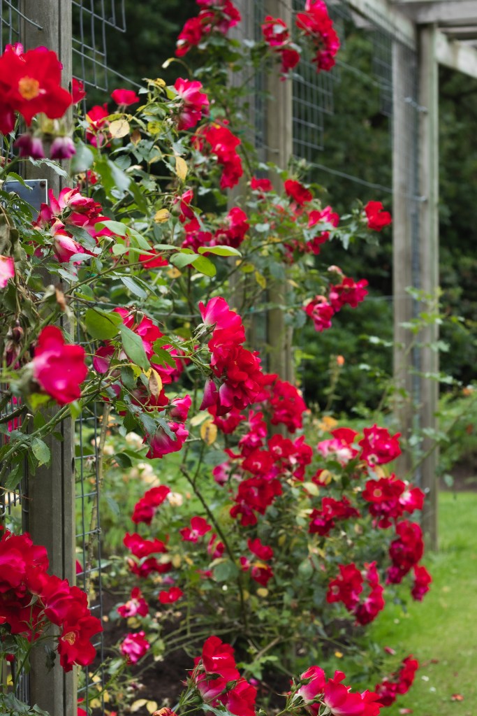 Rose Week Belfast